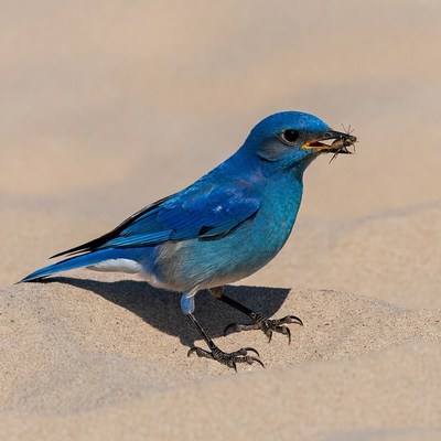 Bluebird eating insect on sand