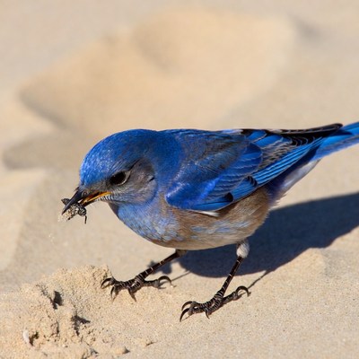 Blue bird eating insect on sand