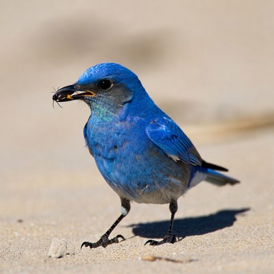 Blue bird holding insect