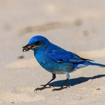 Blue bird eating insect on sand