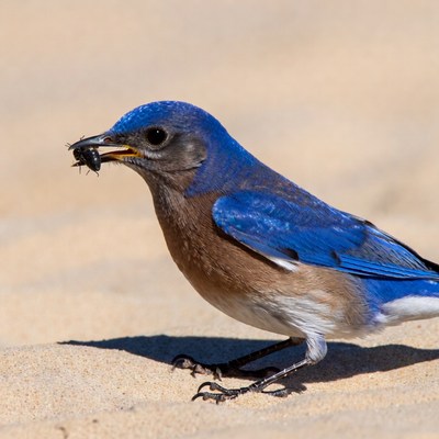 Bluebird holding insect in beak