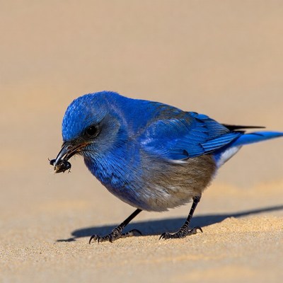 Blue bird eating insect on sand