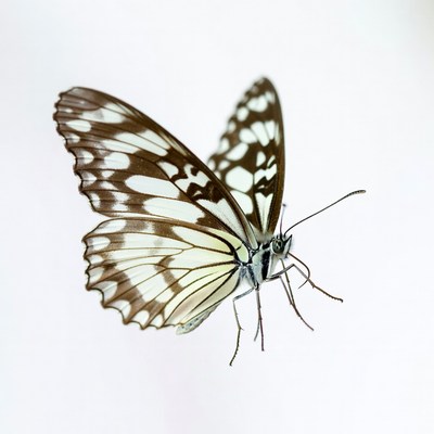 White butterfly with black spots