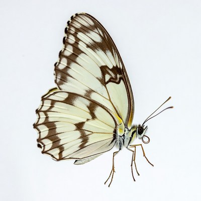 White butterfly with brown markings