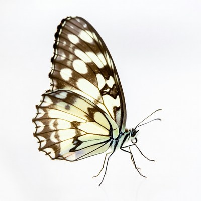 White-spotted butterfly on white background
