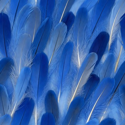 Blue Feathers Texture Background