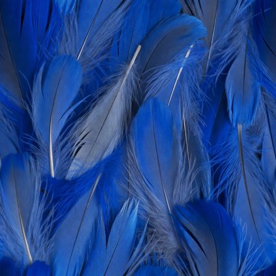 Blue feathers scattered on background