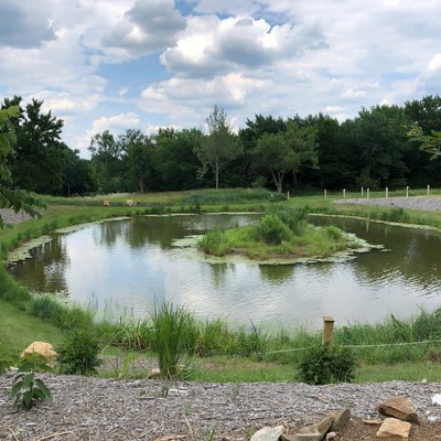Scenic Pond with Island and Cows