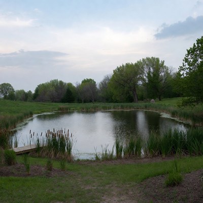 Scenic pond with cattails and trees