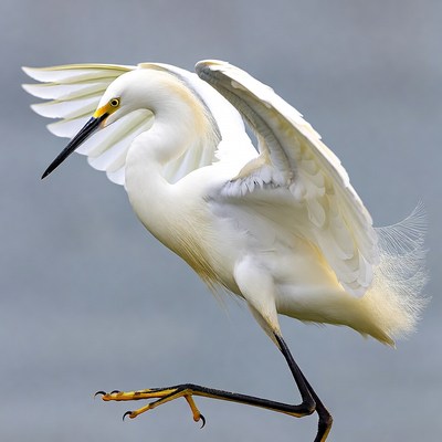 Snowy Egret Spreading Wings