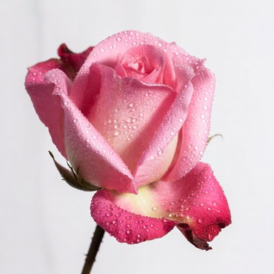 Pink Rose with Water Droplets