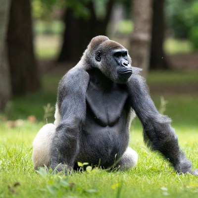 Silverback Gorilla Sitting in Grass