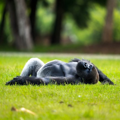 Gorilla lying on grass