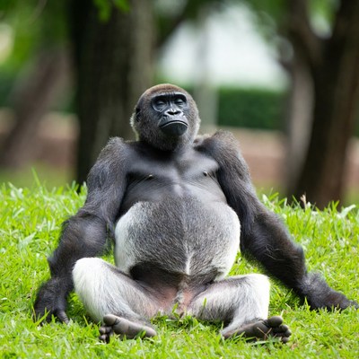 Pregnant gorilla sitting in grass