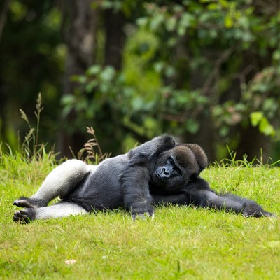 Gorilla lying on grass