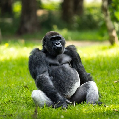 Silverback gorilla sitting in grass