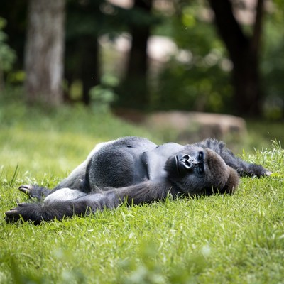 Gorilla resting on grass