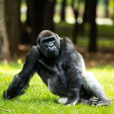 Silverback Gorilla Sitting in Grass