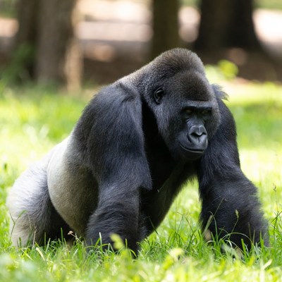 Gorilla sitting on green grass