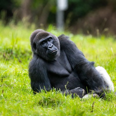 Black gorilla lounging on grass