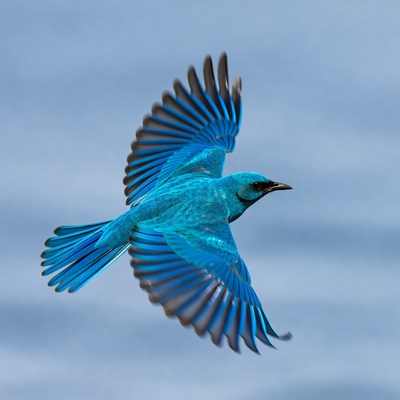Blue Roller Bird Flying