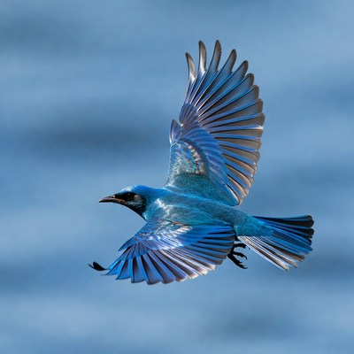 Bluebird flying with wings spread