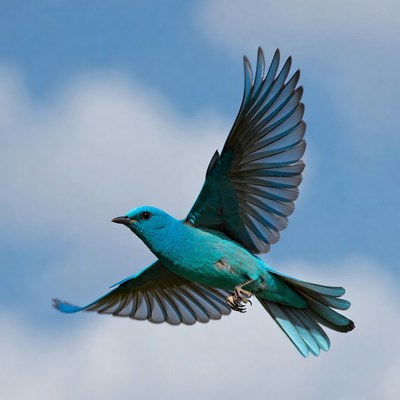 Blue bird flying in sky