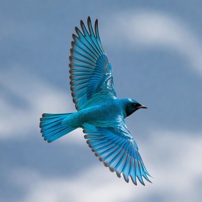 Bluebird flying in sky