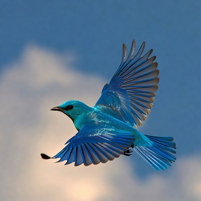 Blue bird flying in sky