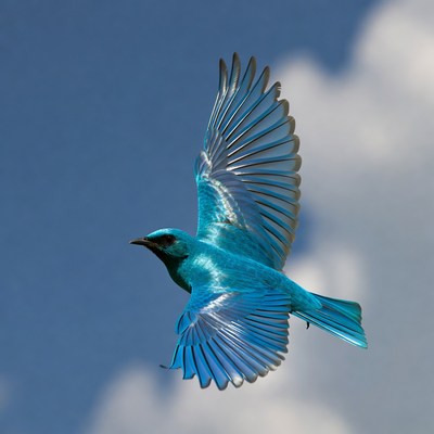 Blue bird flying in sky