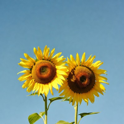 Two Sunflowers Against Blue Sky