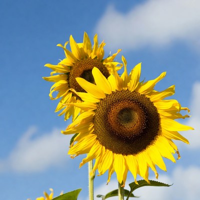 Two Sunflowers Against Blue Sky