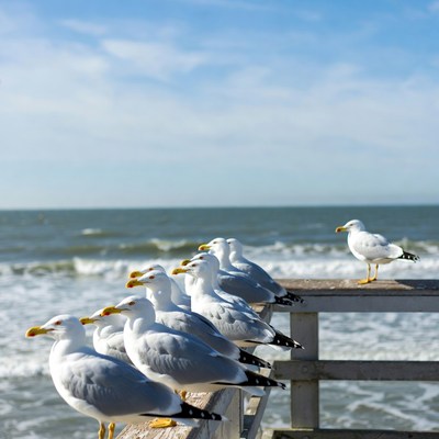 Seagulls on pier over ocean