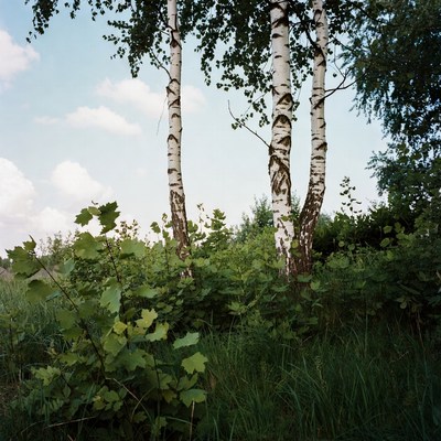 Birch Trees in Green Forest