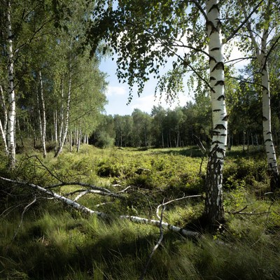 Birch Forest with Green Underbrush