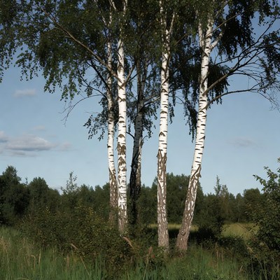 Cluster of birch trees in field