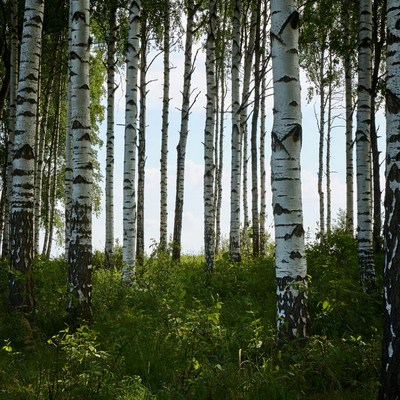 Tall birch trees in green forest