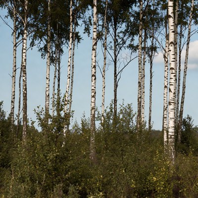 Tall birch trees in forest