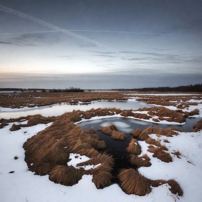 Winter Marsh Landscape with Snowy Reeds