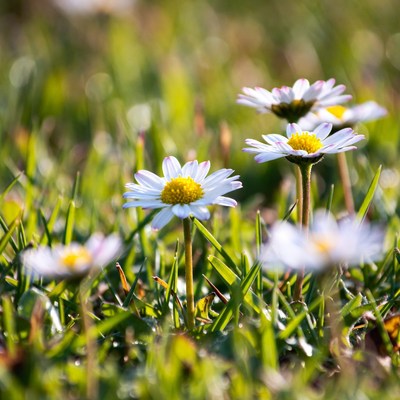 Daisies in green grass field
