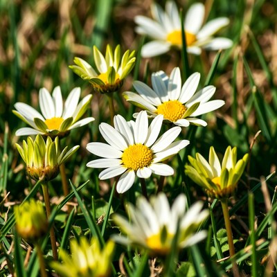 White Daisies in Green Grass