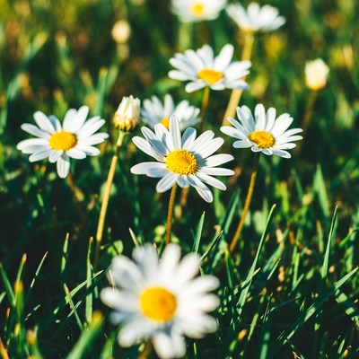 White Daisies in Green Grass