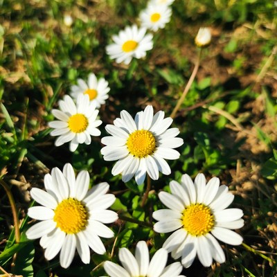 White Daisies in Green Grass