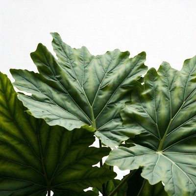 Green Philodendron Leaves on White Background