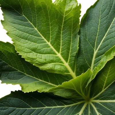 Vibrant Green Maple Leaves