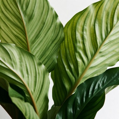 Vibrant Green Calathea Leaves