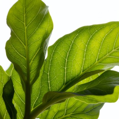 Green Leaf Veins Closeup