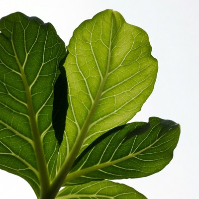 Green Leaf on White Background