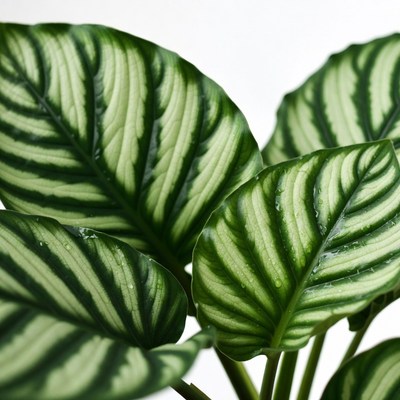 Calathea Plant Leaves with Water Droplets