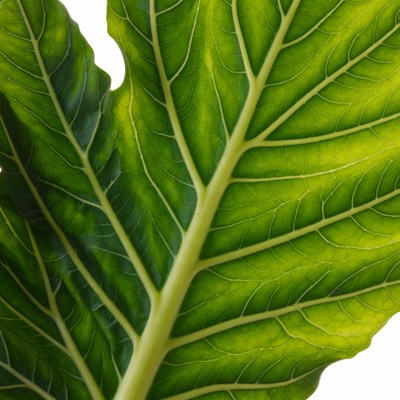 Large Green Leaf Isolated